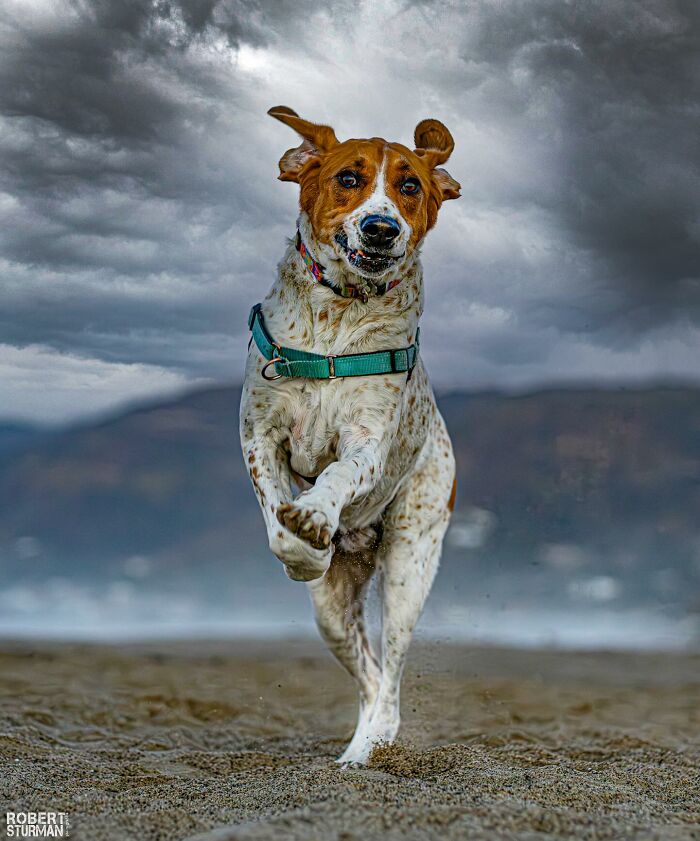 After A Year Of Cruelty As A Test Subject, This Dog Finally Knows What It Means to Be Loved