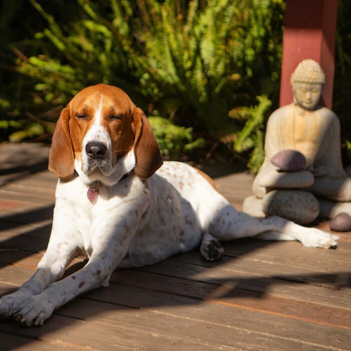 After A Year Of Cruelty As A Test Subject, This Dog Finally Knows What It Means to Be Loved