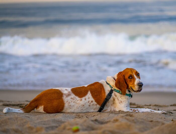 After A Year Of Cruelty As A Test Subject, This Dog Finally Knows What It Means to Be Loved