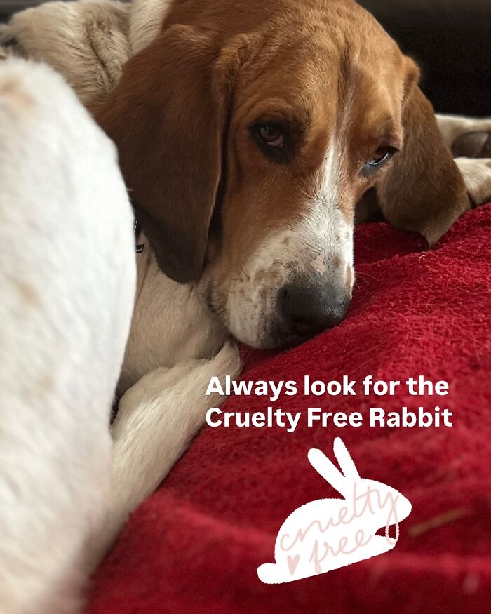 After A Year Of Cruelty As A Test Subject, This Dog Finally Knows What It Means to Be Loved