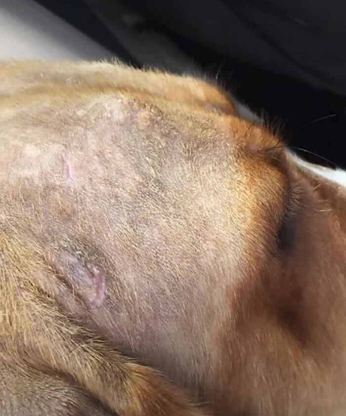 After A Year Of Cruelty As A Test Subject, This Dog Finally Knows What It Means to Be Loved