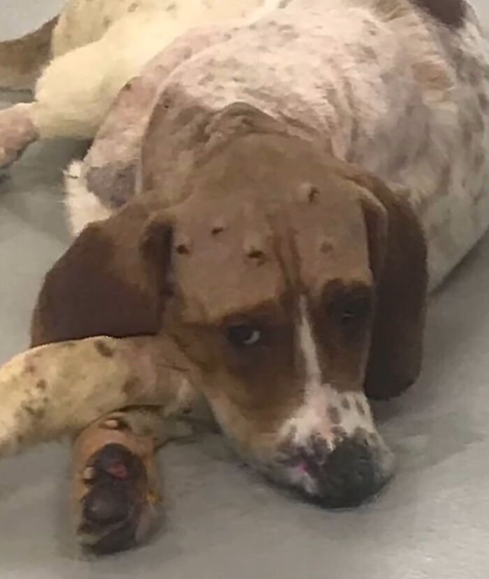 After A Year Of Cruelty As A Test Subject, This Dog Finally Knows What It Means to Be Loved