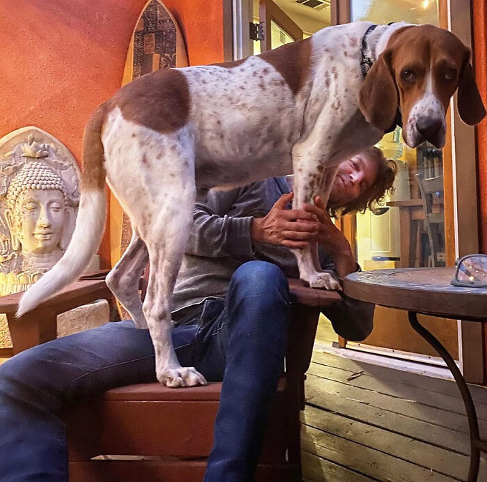 After A Year Of Cruelty As A Test Subject, This Dog Finally Knows What It Means to Be Loved
