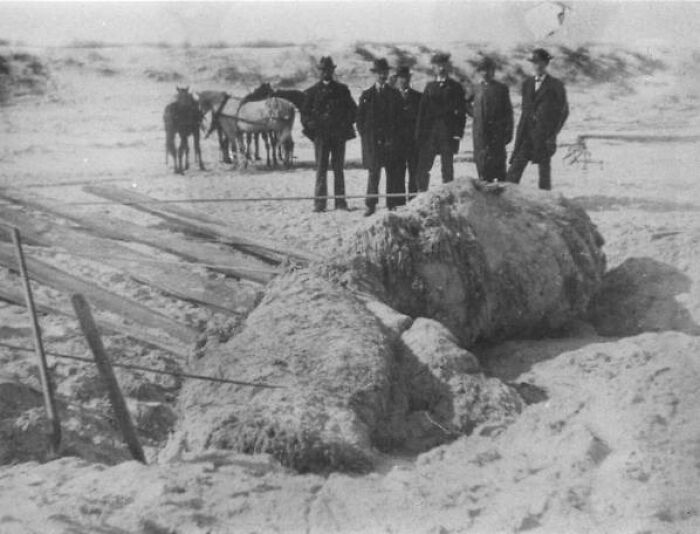 Men standing by a strange discovery on a beach, with horses in the background, showcasing one of the oddest ocean finds.