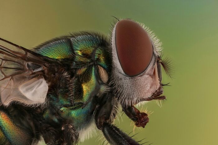 Close-up photo of a fly, showcasing the intricate details of its eyes and iridescent body in a small insect world.