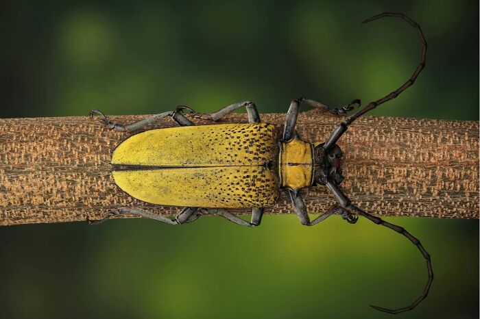 Close-up of a vibrant yellow beetle on a branch, showcasing the intricate small world of insects.