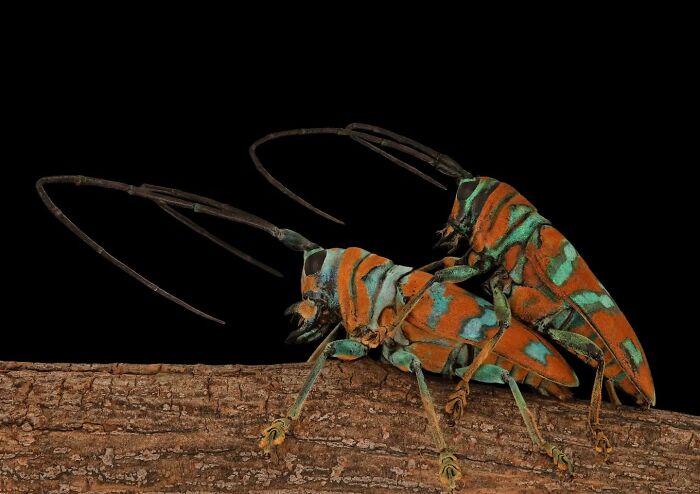 Insects closely captured on a branch, showcasing vibrant colors and intricate details.