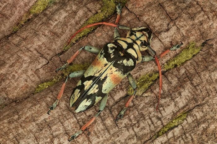 Close-up photo of an insect on bark, showcasing intricate details.