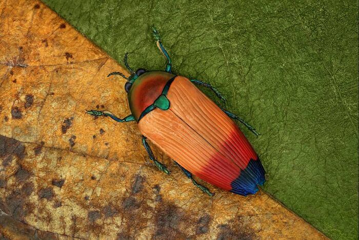 Colorful insect on textured leaves, showcasing small worlds in nature.