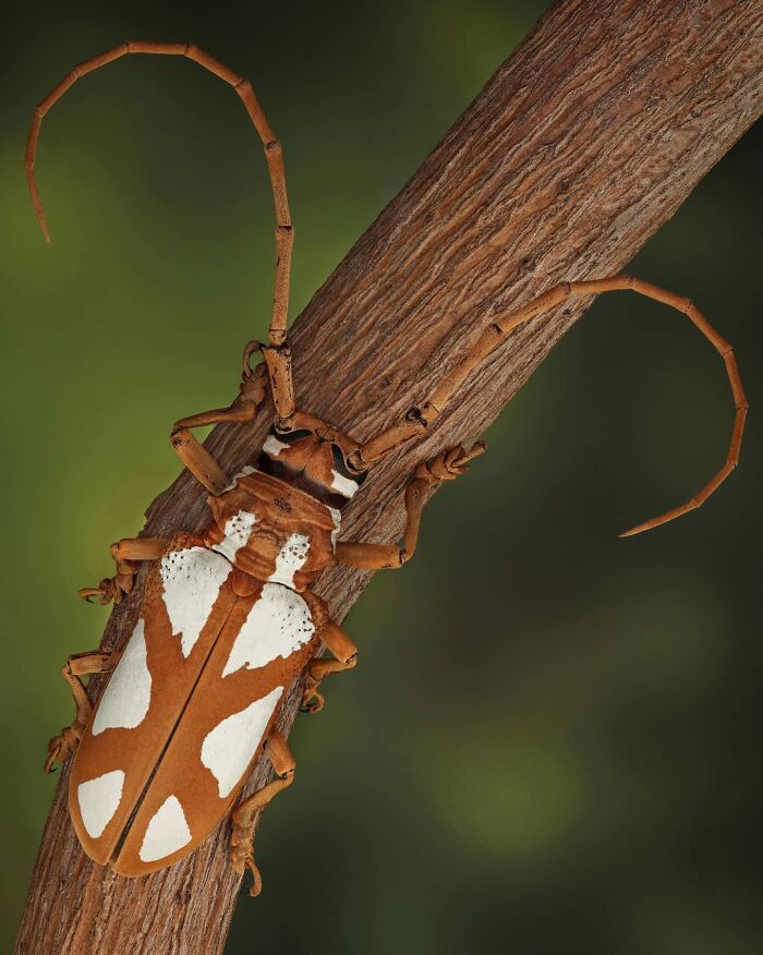 Close-up of an insect on a branch, showcasing intricate details captured by a photographer.