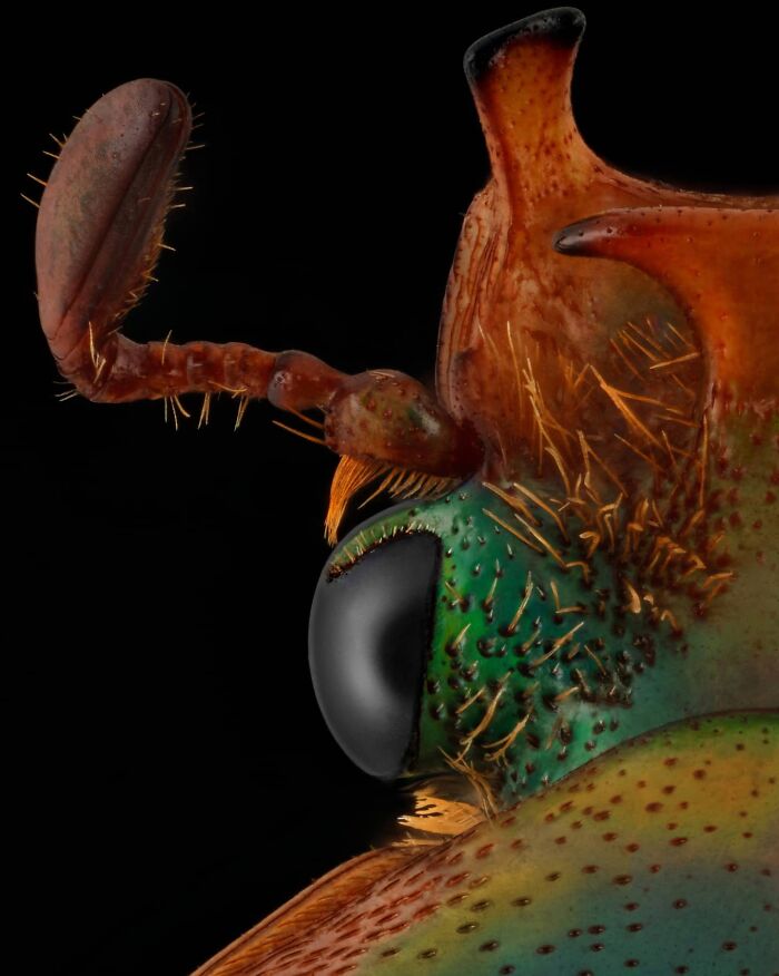 Close-up image of an insect's colorful exoskeleton and eye, showcasing intricate details.