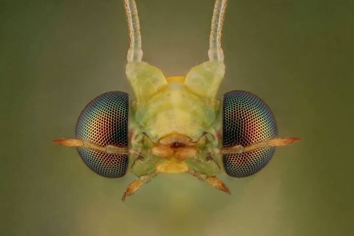 Close-up of an insect's face displaying intricate details, showcasing the small worlds of insects.