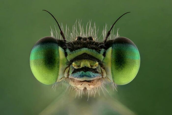 Close-up of an insect's face with large green eyes, showcasing intricate details in insect photography.