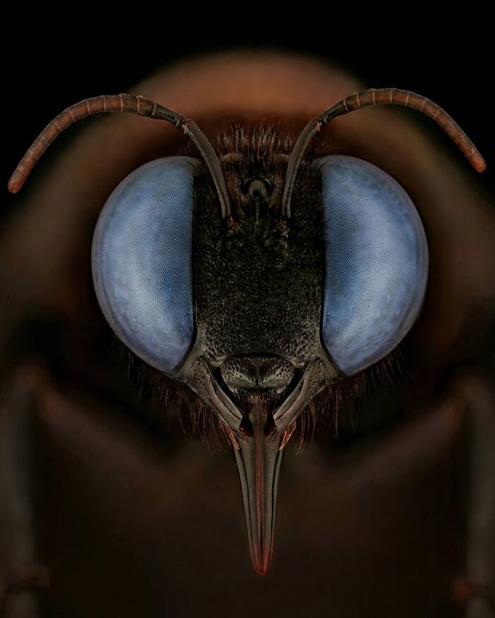 Macro photo of an insect's face, showcasing intricate details and vivid colors in the small worlds of insects.