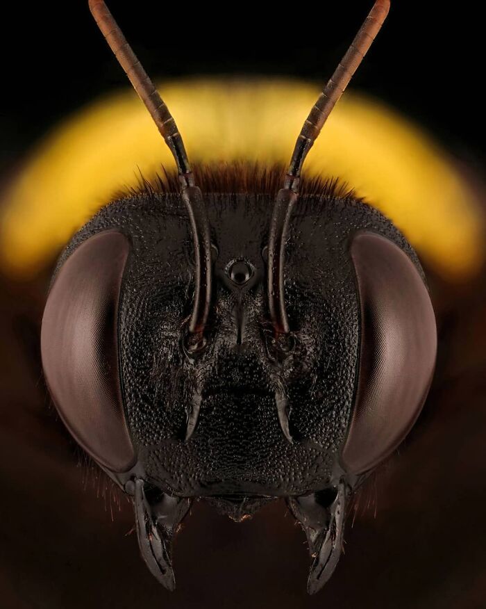 Close-up of an insect's head, showcasing detailed eyes and antennae.
