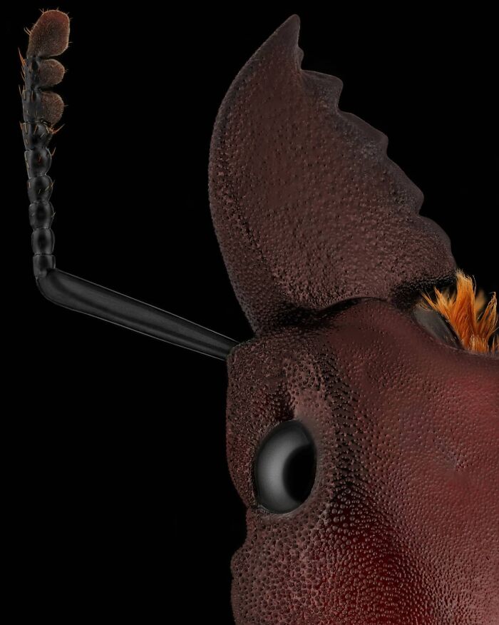 Close-up of an insect's detailed texture and antennae, showcasing a small hidden world through macro photography.