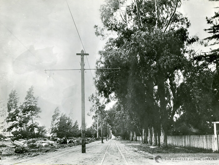 Early 20th century America street scene with trees, telephone poles, and unpaved road showing life in America.