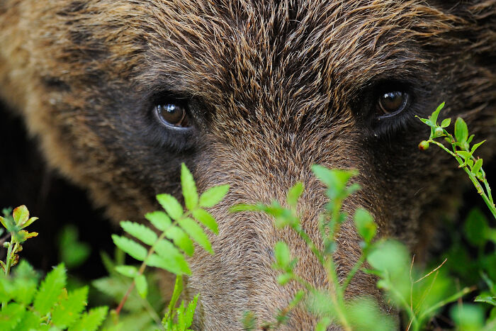 Close-up of a bear's eyes peering through green foliage, showcasing a stunning wildlife moment.