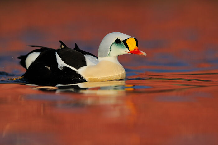 Colorful male duck swimming in vibrant water, captured by a global wildlife photographer.