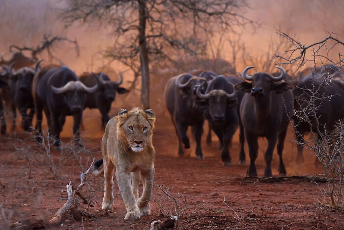 Lion walking confidently with a herd of buffalo in a wildlife moment captured by a traveling photographer.