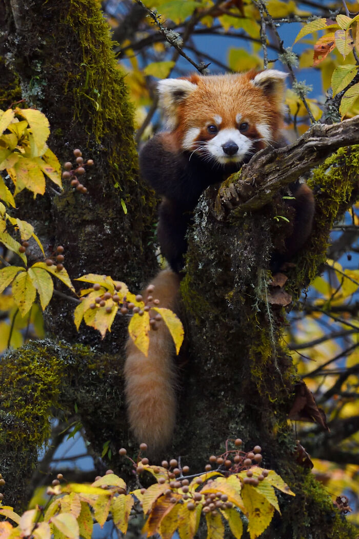 Red panda perched in a tree, showcasing stunning wildlife captured by a globe-trotting photographer.