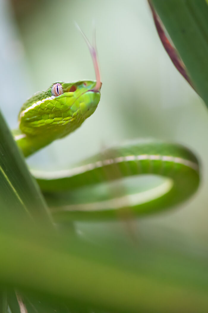 Green snake captured up close in foliage, showcasing stunning wildlife moments.
