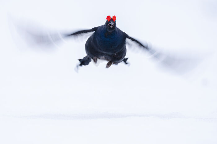 Wildlife moment of a black grouse with red wattles flying through a snowy landscape.