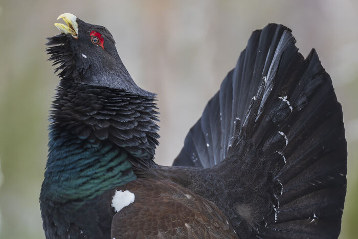 A majestic bird captured in stunning wildlife photography, showcasing intricate feather details.