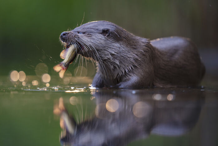 Otter capturing a fish in the water, highlighting a stunning wildlife moment.