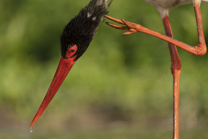 Close-up of a bird with a red beak and black feathers, lifting its leg. Wildlife photography capturing a unique moment.