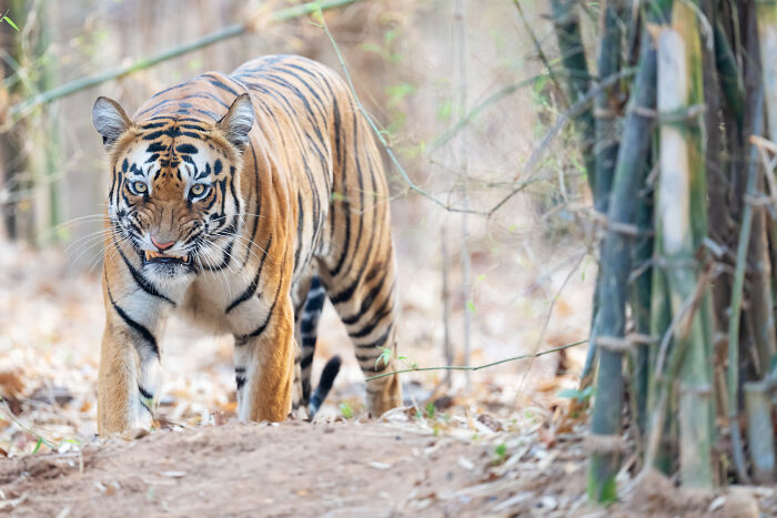 Wildlife moment: a majestic tiger prowling through a bamboo forest, its gaze fixed and fierce.