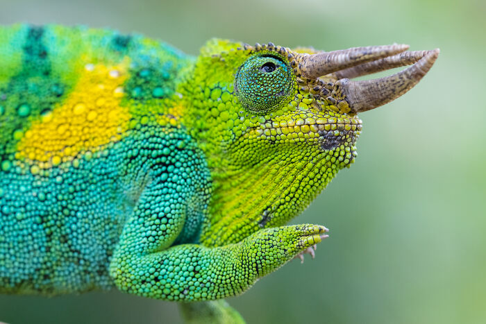 Colorful chameleon displaying vibrant scales in a stunning wildlife moment.