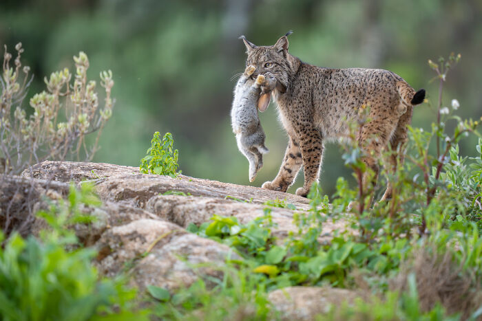 A lynx carrying a rabbit in its mouth, captured in a stunning wildlife moment.