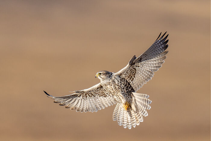 Wildlife moment captured of a falcon in flight, showcasing its spread wings against a blurred brown background.