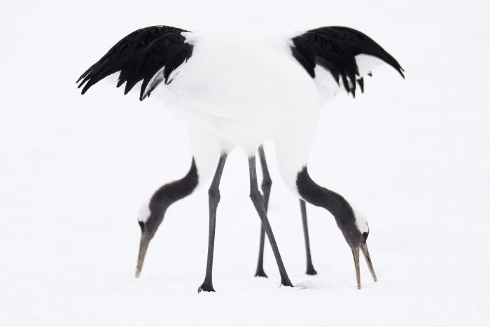Two cranes with black and white feathers foraging in snow, captured by a traveling photographer.