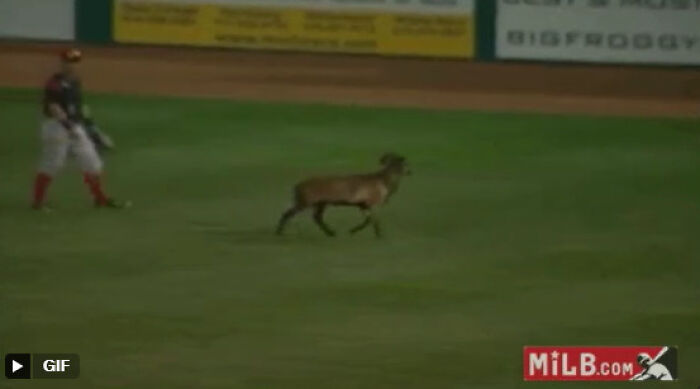 Wild animal running on a baseball field during a game, creating unexpected animal chaos in the sports event.