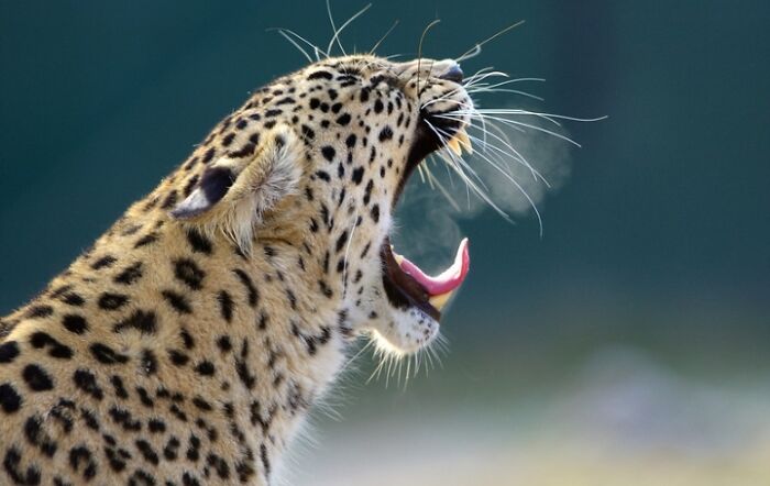 1. I’ve Discovered An Effective Method To Get Animals To Yawn, And Here Are The Results (27 Pics)