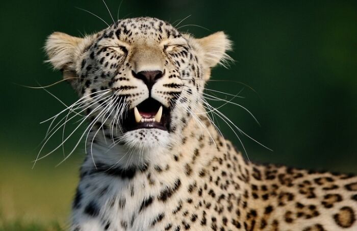 1. I’ve Discovered An Effective Method To Get Animals To Yawn, And Here Are The Results (27 Pics)