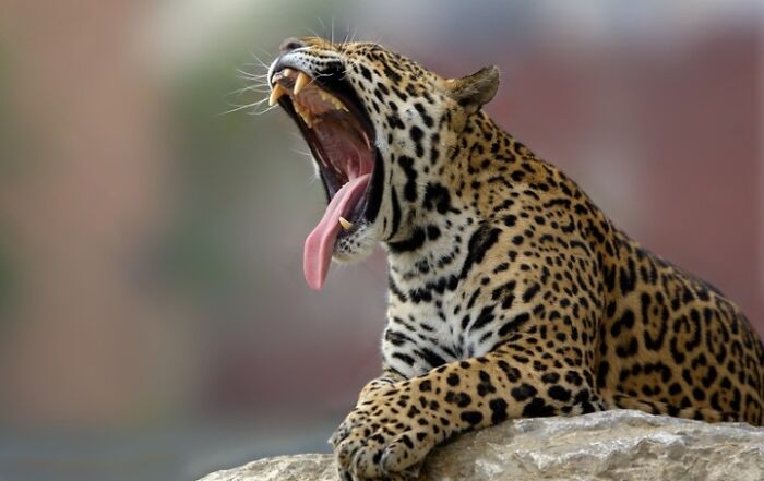 1. I’ve Discovered An Effective Method To Get Animals To Yawn, And Here Are The Results (27 Pics)