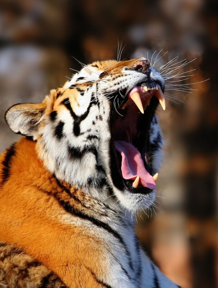 1. I’ve Discovered An Effective Method To Get Animals To Yawn, And Here Are The Results (27 Pics)