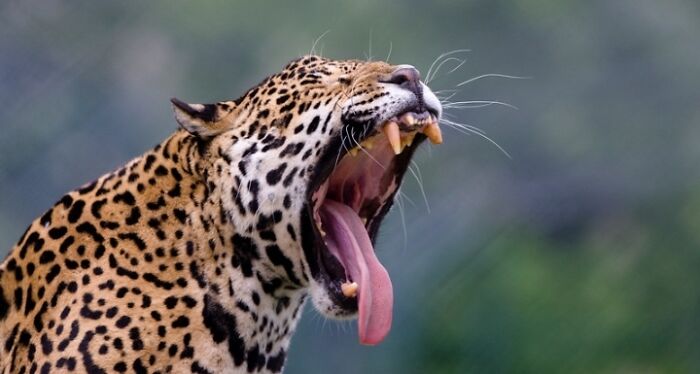 1. I’ve Discovered An Effective Method To Get Animals To Yawn, And Here Are The Results (27 Pics)