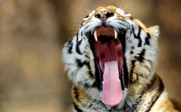 1. I’ve Discovered An Effective Method To Get Animals To Yawn, And Here Are The Results (27 Pics)