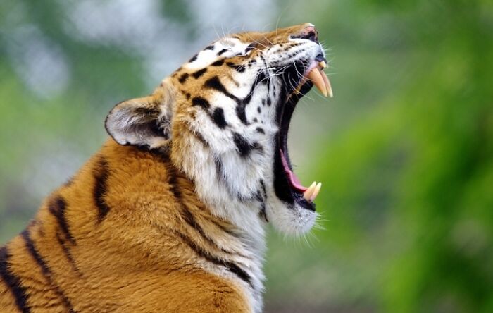 1. I’ve Discovered An Effective Method To Get Animals To Yawn, And Here Are The Results (27 Pics)