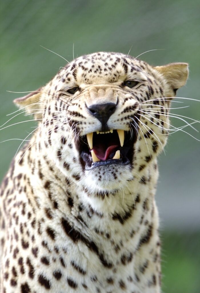 1. I’ve Discovered An Effective Method To Get Animals To Yawn, And Here Are The Results (27 Pics)