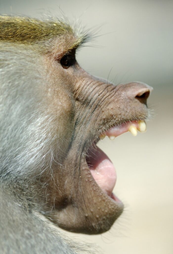 1. I’ve Discovered An Effective Method To Get Animals To Yawn, And Here Are The Results (27 Pics)