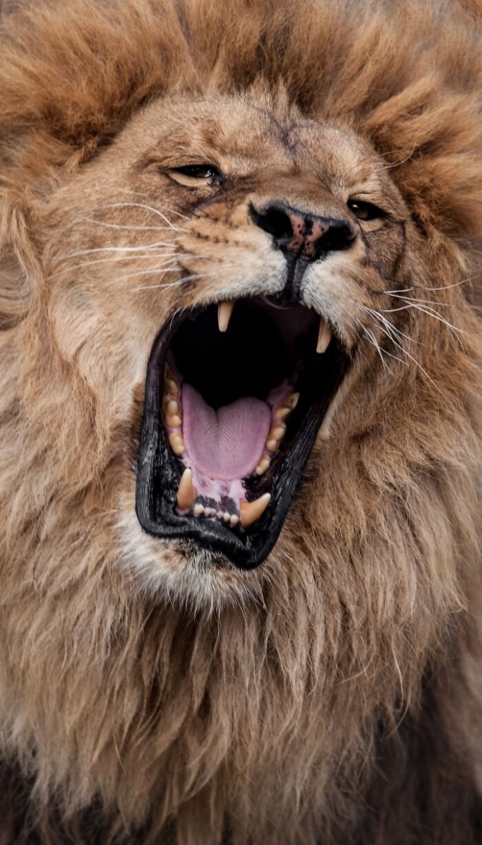 1. I’ve Discovered An Effective Method To Get Animals To Yawn, And Here Are The Results (27 Pics)