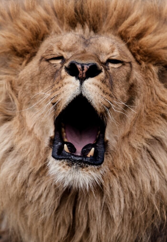 1. I’ve Discovered An Effective Method To Get Animals To Yawn, And Here Are The Results (27 Pics)