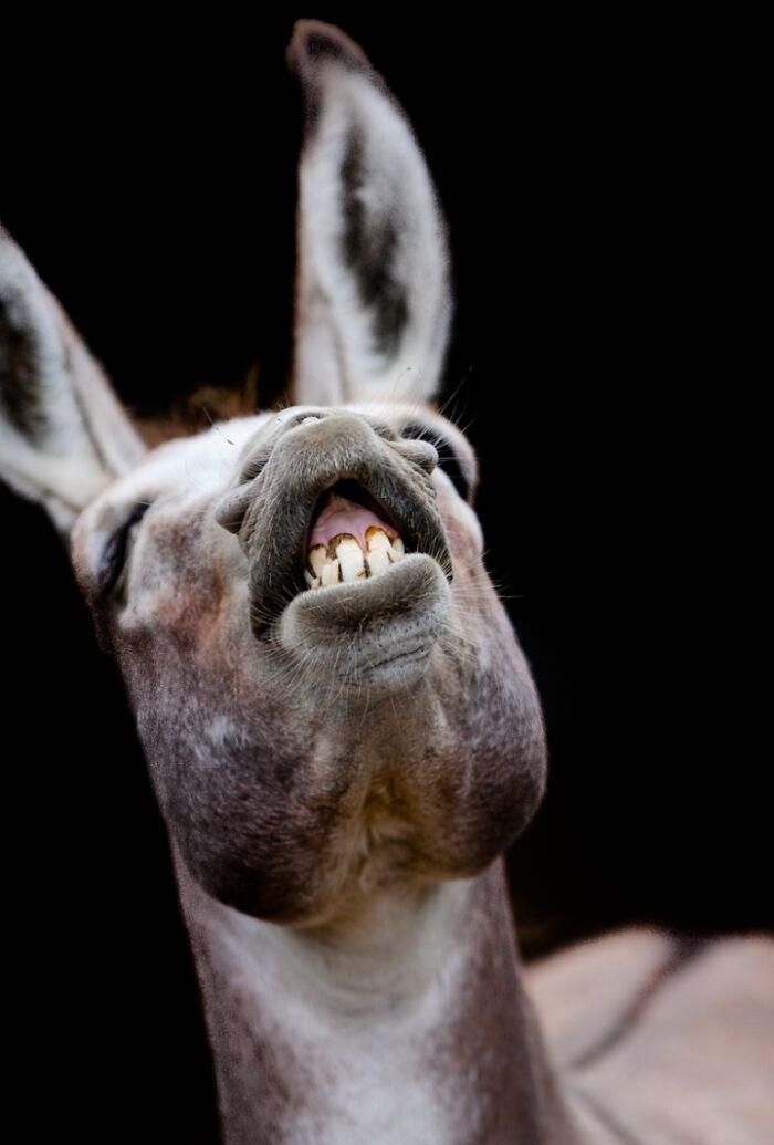 1. I’ve Discovered An Effective Method To Get Animals To Yawn, And Here Are The Results (27 Pics)