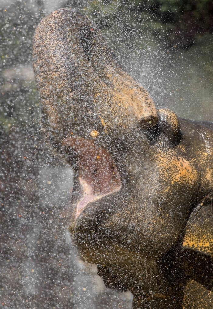 1. I’ve Discovered An Effective Method To Get Animals To Yawn, And Here Are The Results (27 Pics)