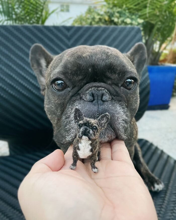 Cute felted pet replica held in front of a French Bulldog, showcasing artistic creativity in pet art.